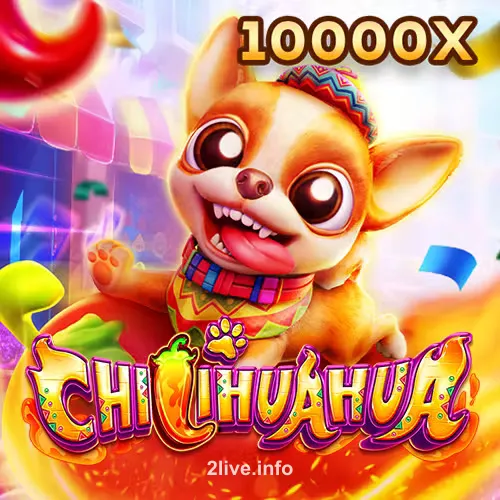 Fachai Chihuahua 2live